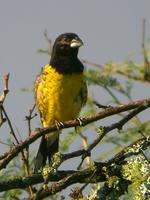 Black-backed Grosbeak (Nick Athanas)