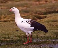 Andean Goose