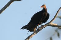 Lesser  yellow-headed  vulture   -   Cathartes  burrovianus   -   Avvoltoio  testagialla  minore