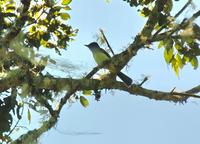 Dusky-capped Flycatcher  