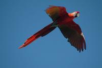 Green Winged Macaw