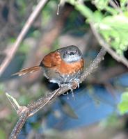 Rufous-breasted Spinetail (2); El Paval, Chiapas, MX (WEB).jpg