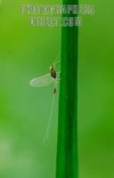 Small Translucent Minnow Mayfly of the family Baetidae ( 07 5695 7 ) stock photo