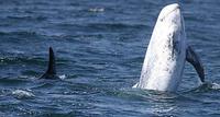 Glen Tepke Risso's Dolphin