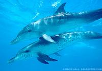 Spotted Dolphin - Stenella attenuata