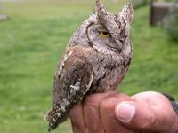 Scops Owl