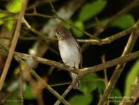 Asian Brown Flycatcher