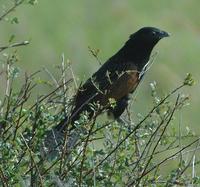 Black Coucal p.196