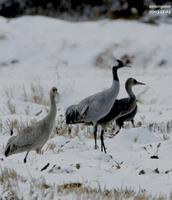 검은목두루미(Grus grus)  (Common Crane)