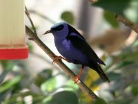 Red-legged Honeycreeper