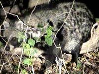 Photo of a Civet Civettictis Civetta