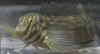 イダテンギンポ Omobranchus punctatus
