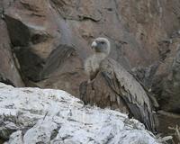 Griffon Vulture (Gyps fulvus)