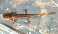 : Ambystoma gracile; Northwestern Salamander