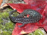 : Ambystoma cingulatum; Flatwoods Salamander