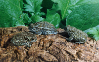 : Bufo raddei; Mongolian Toad