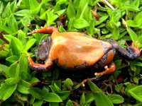 : Elachistocleis erythrogaster; Red-bellied Oval Frog