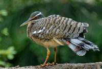 : Eurypyga helias; Sunbittern