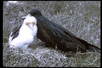 : Fregata minor; Great Frigatebird