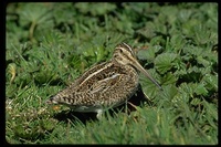 : Gallinago paraguaiae ssp. magellanica; South American Snipe