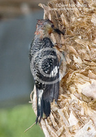 : Melanerpes carolinus; Red-bellied Woodpecker