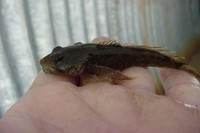 : Cottus aleuticus; Coast Range Sculpin