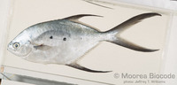 : Trachinotus baillonii