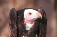 : Trigonoceps occipitalis; White-headed Vulture