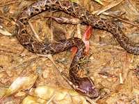 : Bothrops jararacussu; Jararacu