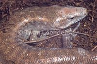 : Celestus warreni