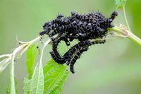 : Araschnia levana; Butterfly