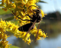 : Dolichovespula maculata; Baldfaced Hornet