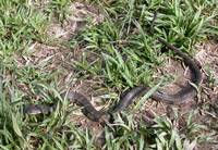 : Helicops angulatus
