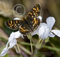 : Phyciodes campestris; Field Crescentspot