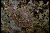 : Collisella limatula; File Limpet