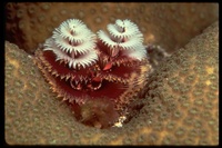 : Spirobranchus giganteus; Christmas-tree Worm