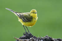 Yellow Wagtail