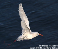 Fig.12.   Red-tailed Tropicbird.