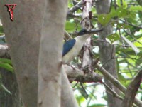 Collared Kingfisher(Halcyon chloris)