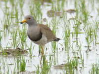 Vanellus cinereus Grey-headed Lapwing ケリ