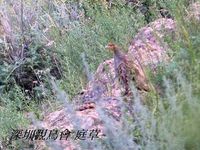 Perdix dauuricae Daurian Partridge 斑翅山鶉 001-011