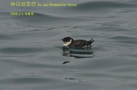 바다쇠오리 Ancient Murrelet