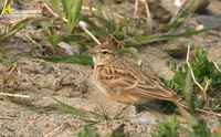 Fig. 7. Greater Shortoed Lark : 쇠종다리