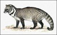 사향고양이 Viverra zibetha Large Indian Civet