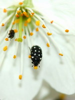 Attagenus punctatus