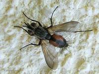 Eriothrix rufomaculatus