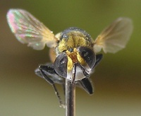 Gymnosoma acrosterni