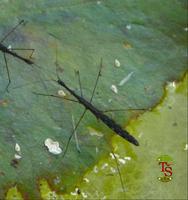 Hydrometra stagnorum