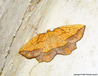 Epione repandaria - Bordered Beauty