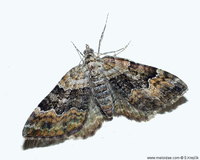 Xanthorhoe quadrifasciata - Large Twin-spot Carpet